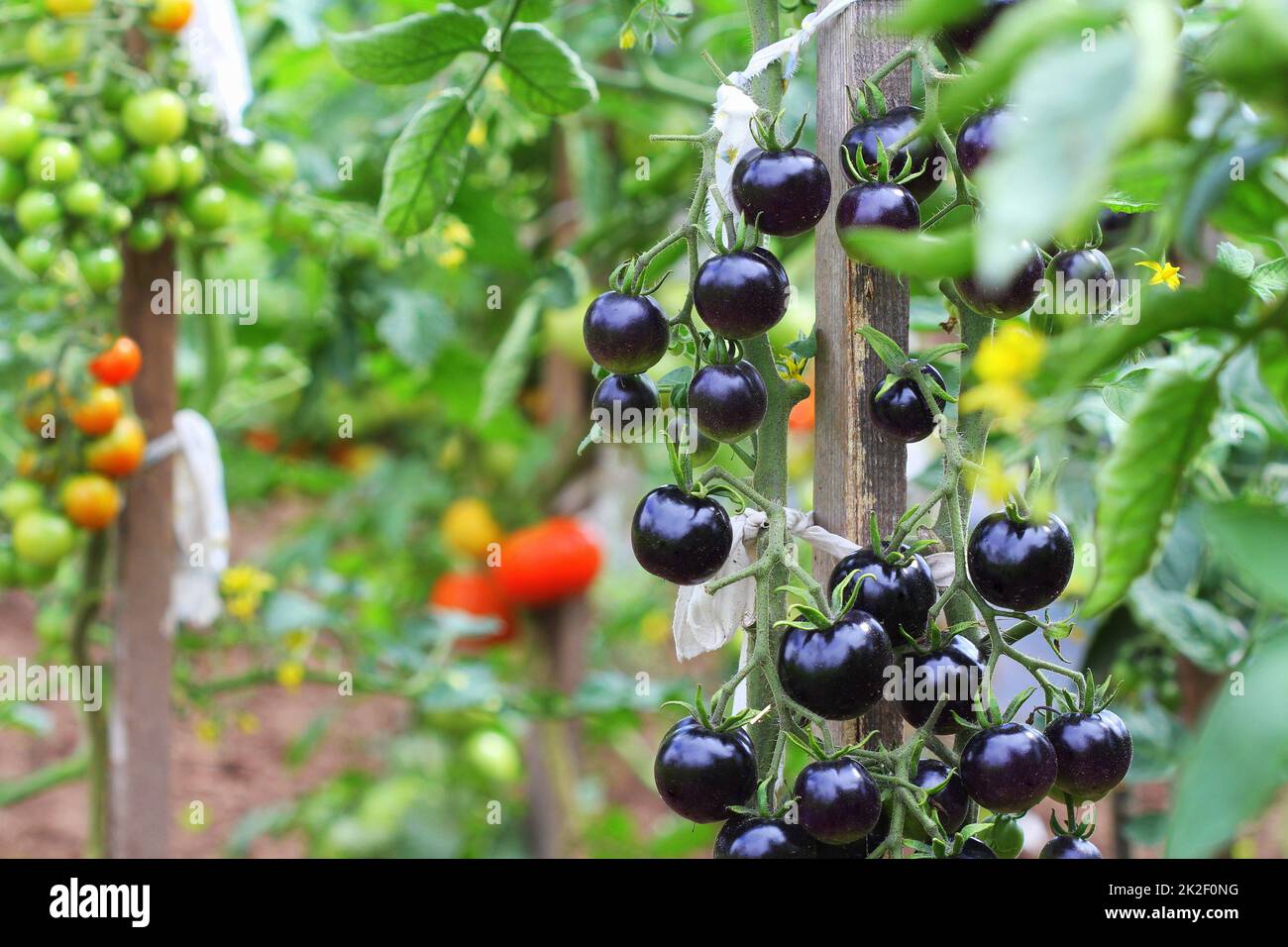 Pomodori nero su un ramo in giardino. Indigo rose pomodoro Foto Stock