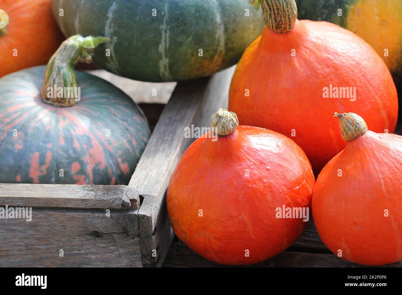In autunno la zucca ringraziamento concetto di sfondo . Arancione e verde zucche in cassetta di legno sul tavolo rustico Foto Stock