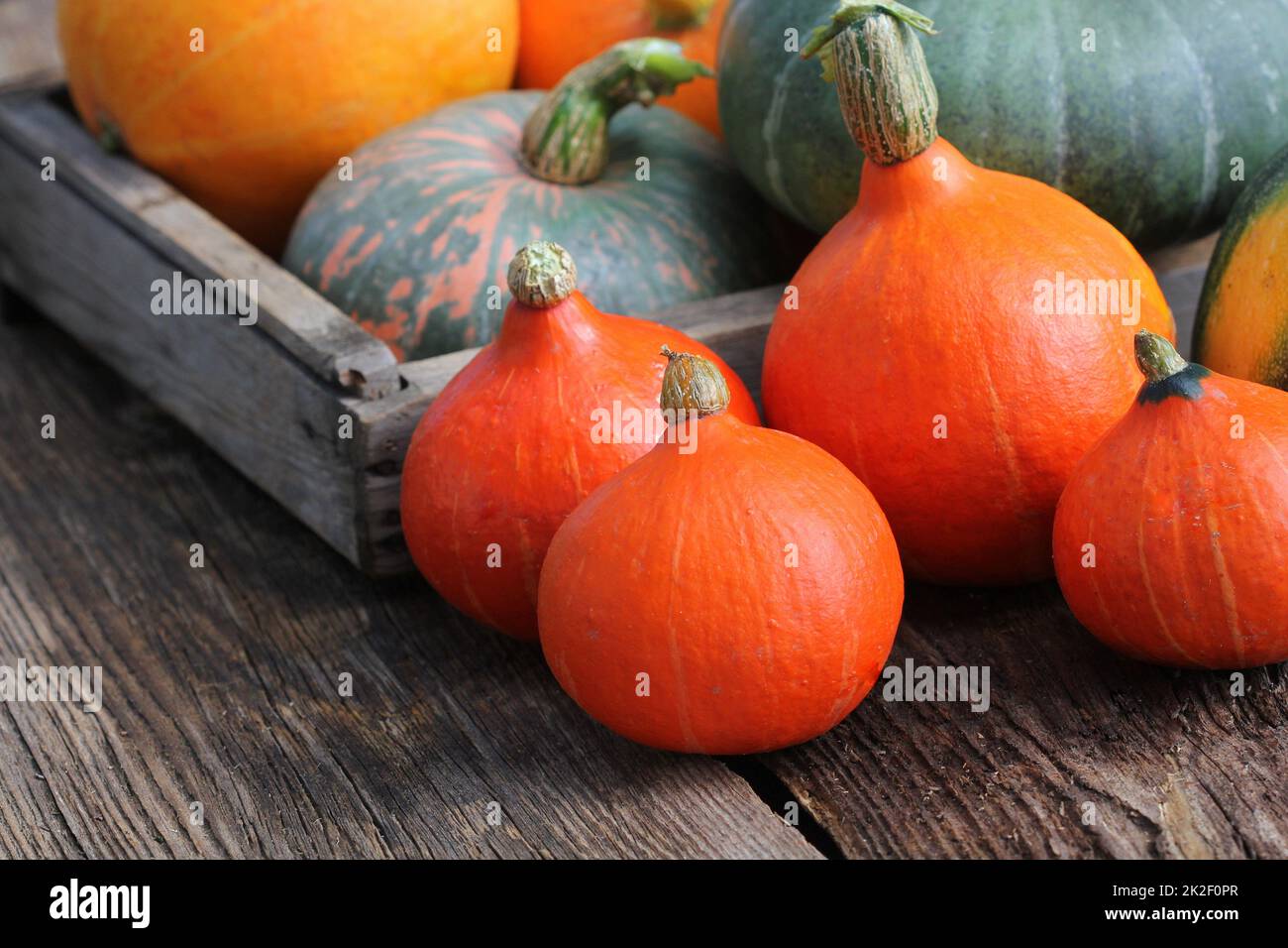 In autunno la zucca ringraziamento concetto di sfondo . Arancione e verde zucche in cassetta di legno sul tavolo rustico Foto Stock