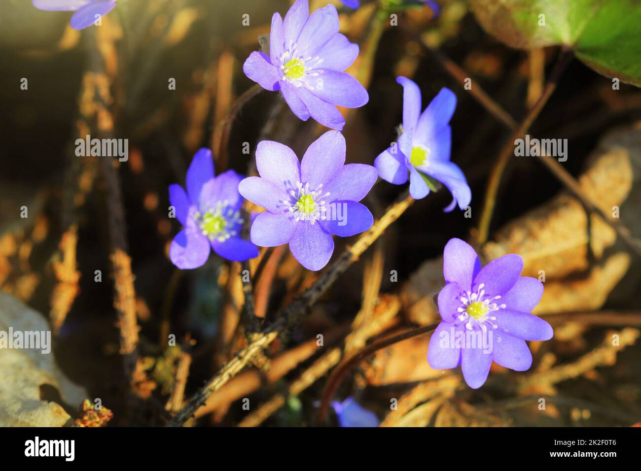 Fiori blu di Hepatica nobilis comuni anche Hepatica, liverwort, kidneywort, centella, Anemone hepatica. Foto Stock