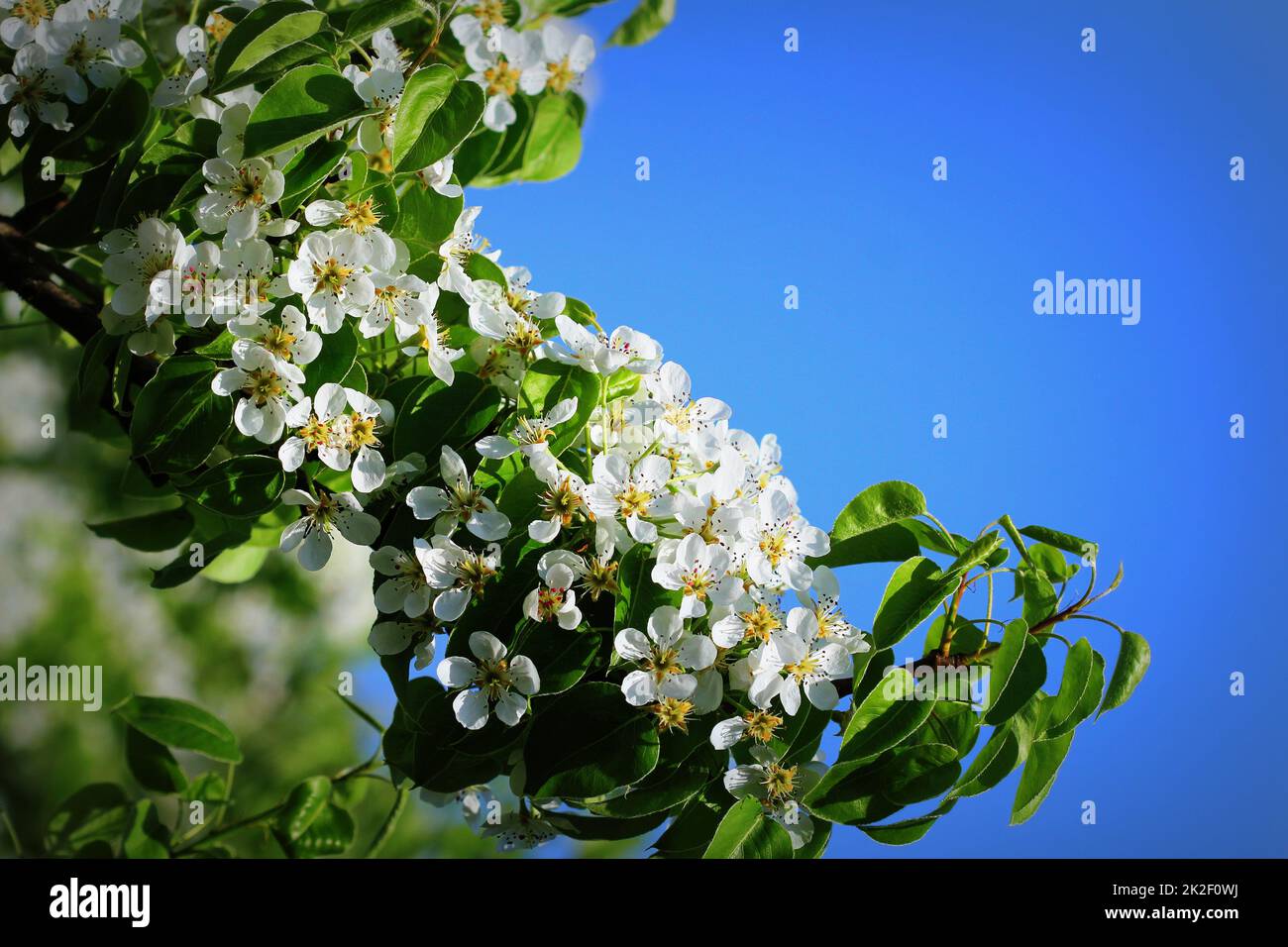 Molla dello sfondo. Bellissimo il ramo pear tree blossoms contro uno sfondo blu Foto Stock