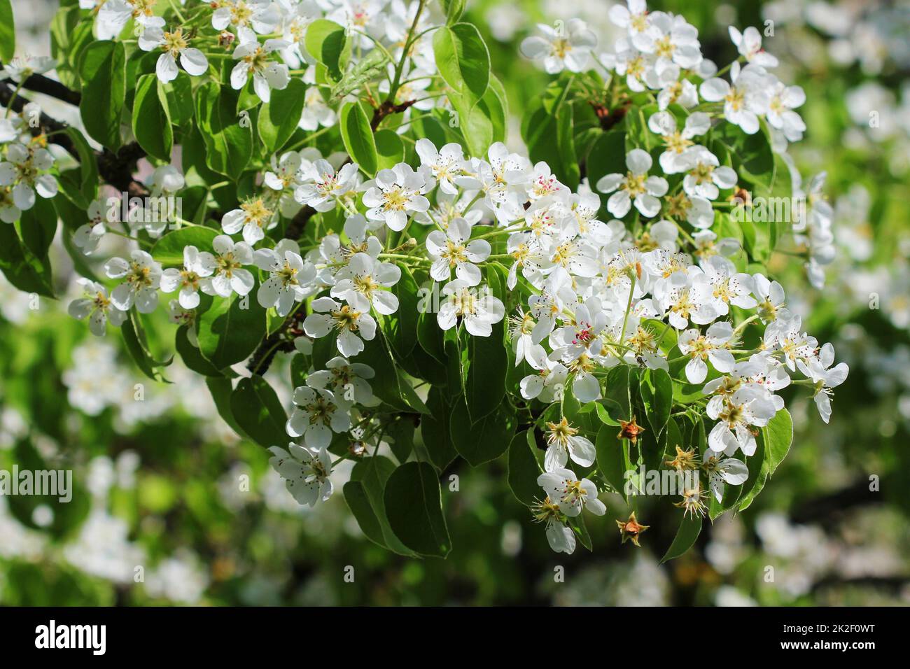 Molla dello sfondo. Bellissimo il ramo pear tree blossoms contro uno sfondo blu Foto Stock