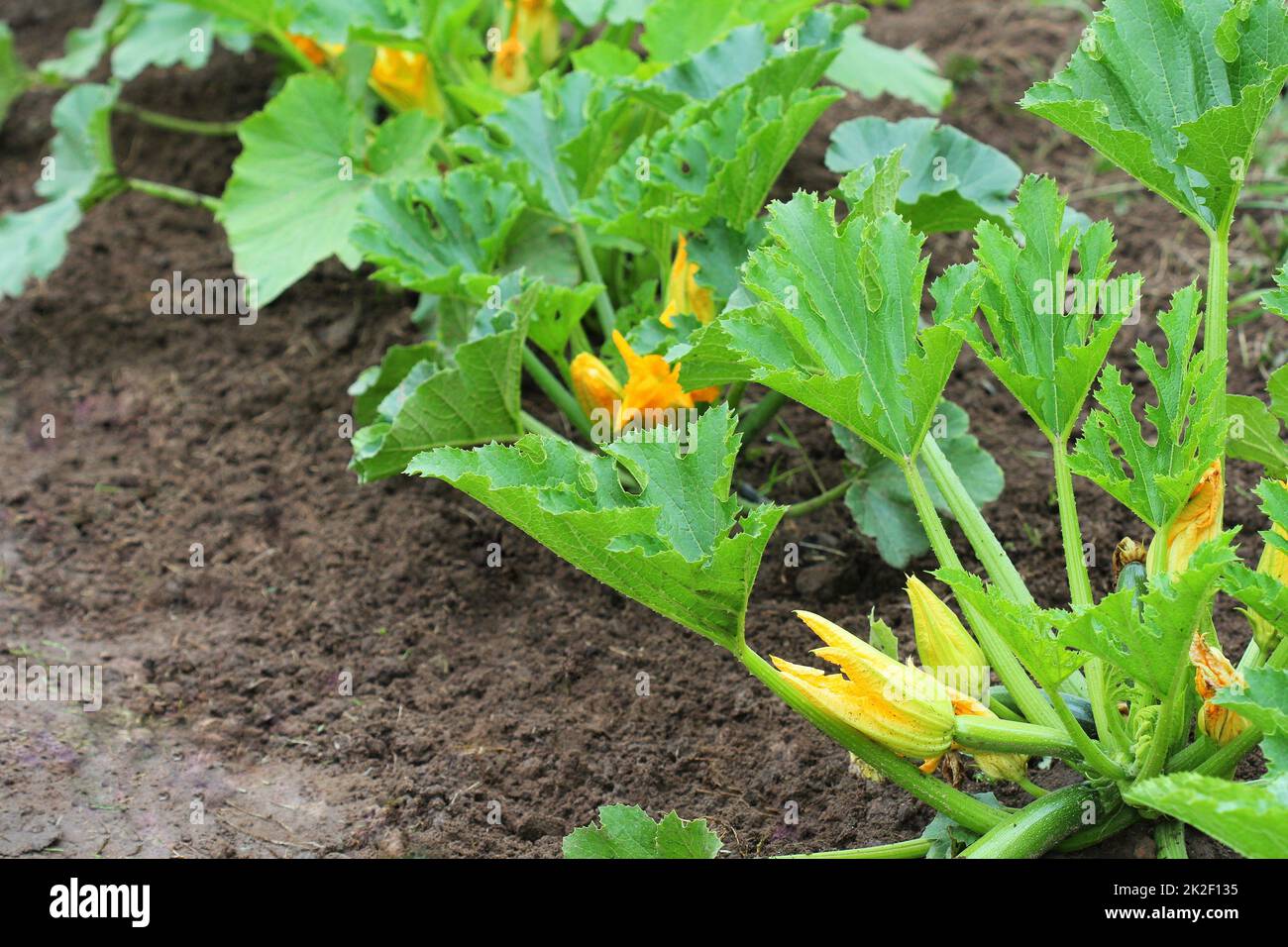 Piante di zucchine in fiore sul letto giardino Foto Stock