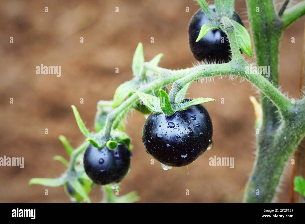 Pomodori nero su un ramo in giardino. Indigo rose pomodoro Foto Stock
