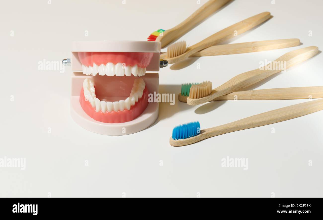 modello plastico di mandibola umana con denti bianchi e spazzolino da denti in legno su sfondo bianco Foto Stock