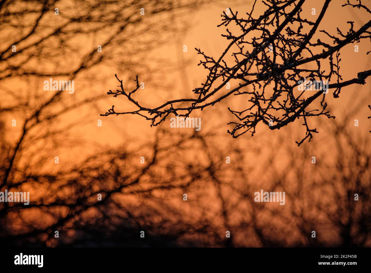Primo piano di rami di melo e ramoscelli Foto Stock