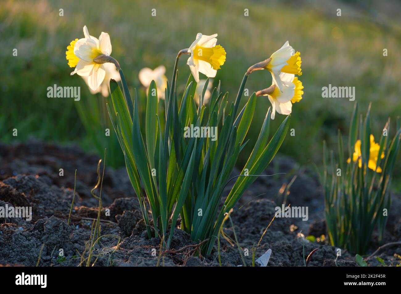 Daffodil (Narcissus pseudonarcissus) fiore in primavera orientale Foto Stock