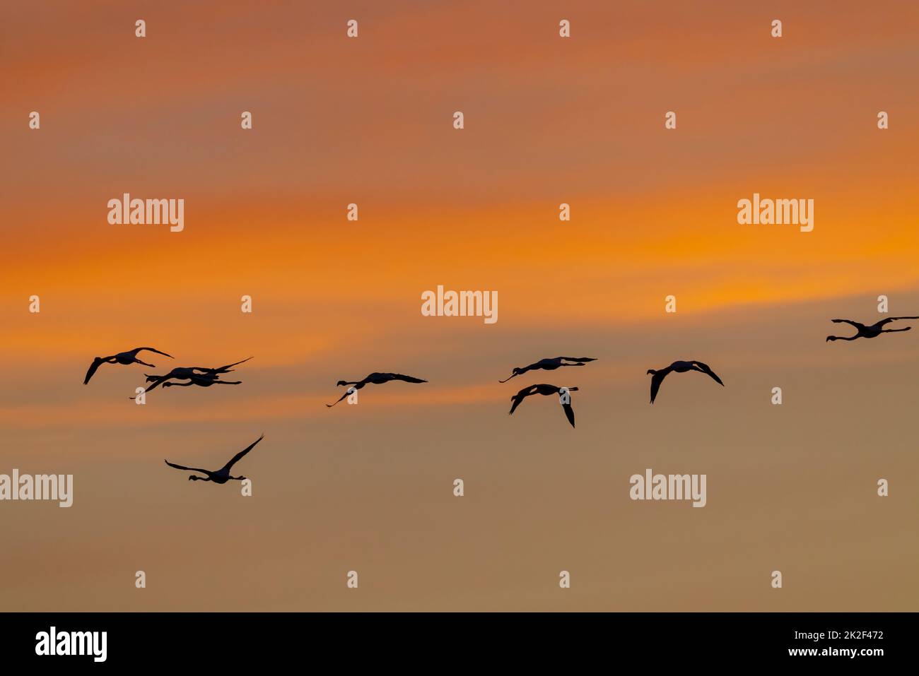 Flamingo in Parc Naturel Regional de Camargue, Provenza, Francia Foto Stock