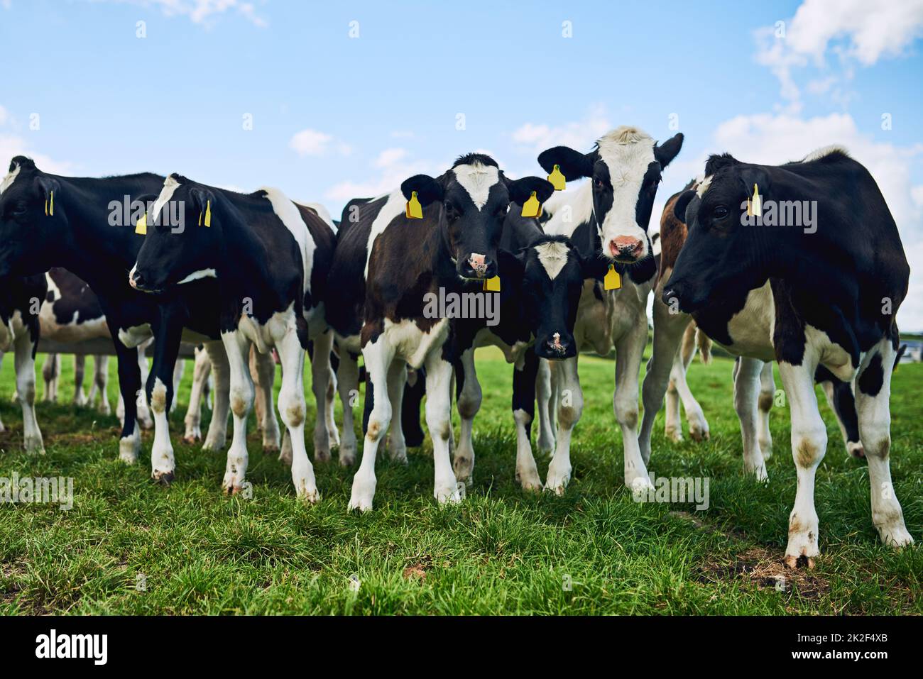 Queste mucche sono 100 libera gamma. Sparo tagliato di una mandria di bestiame che pascola su una fattoria casearia. Foto Stock
