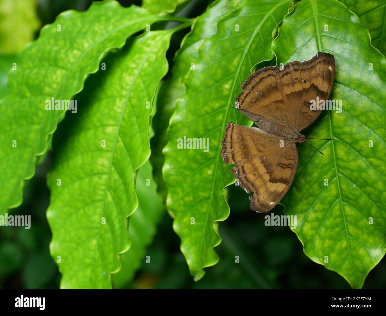 La farfalla Chocolate Pansy ( Junonia iphita ) su foglia di caffè verde con fondo nero, striscia marrone sulle ali di diffusione di insetto Foto Stock