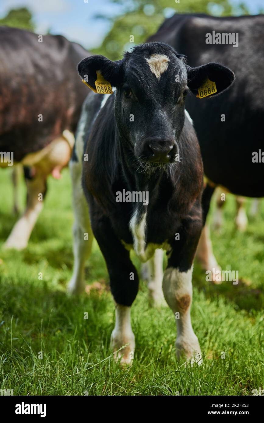 Queste mucche sono 100 libera gamma. Sparo tagliato di una mandria di bestiame che pascola su una fattoria casearia. Foto Stock