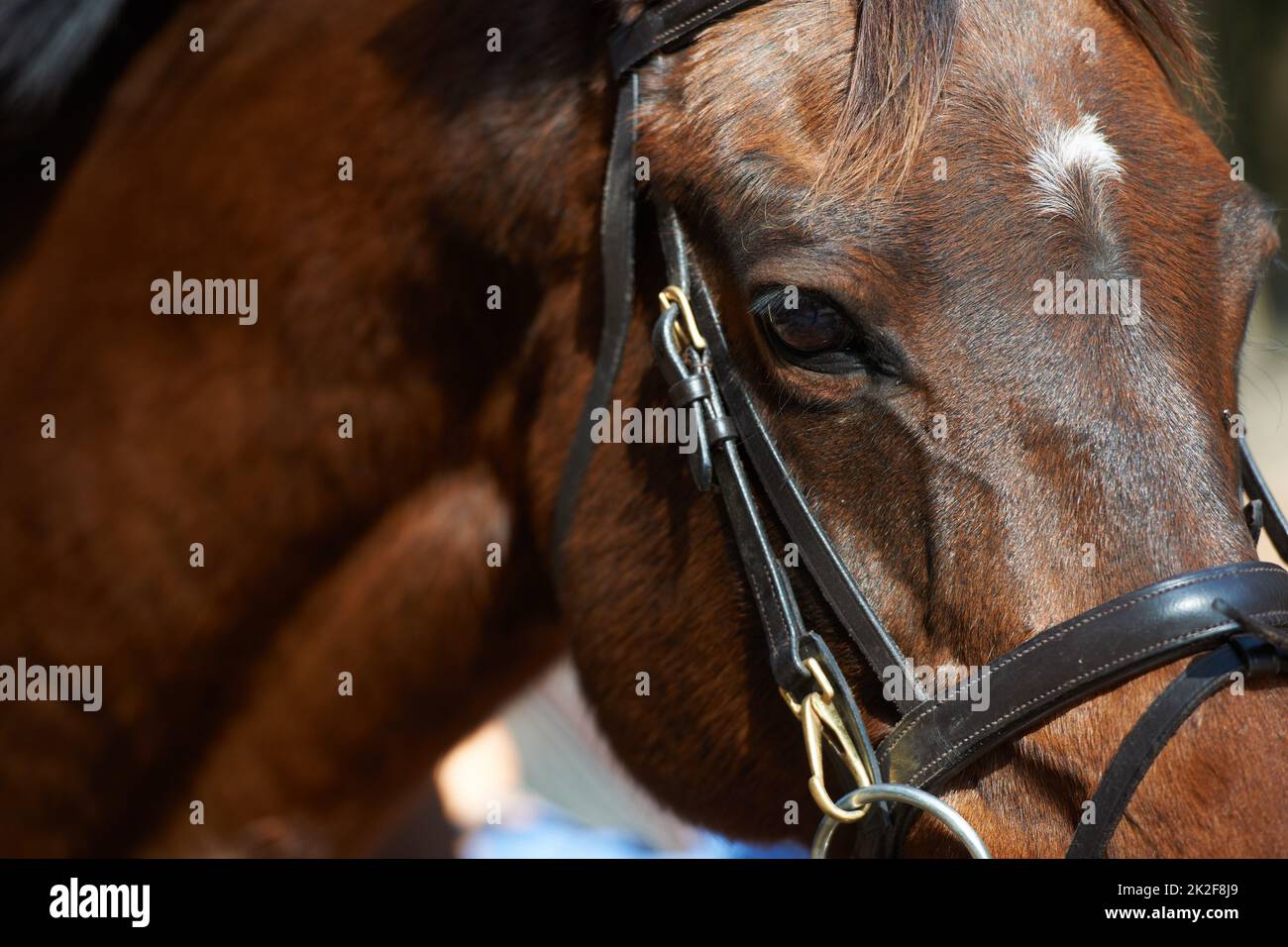 Il cavallo è una creatura così maestosa. Immagine closeup di un cavallo marrone con una briglia. Foto Stock