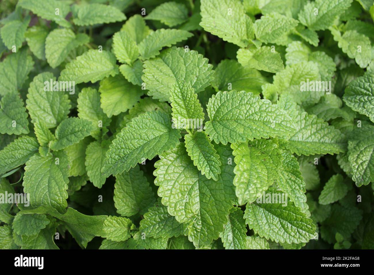 Fresco verde menta piante in crescita nel campo Foto Stock