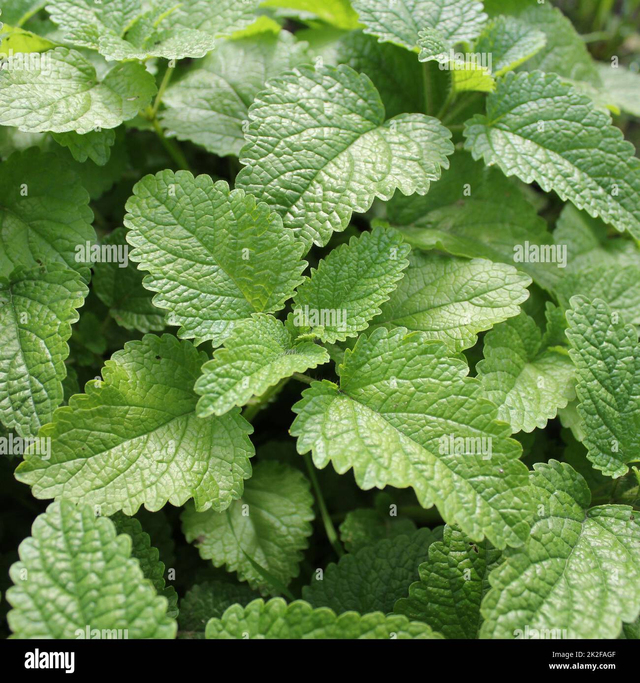 Fresco verde menta piante in crescita nel campo Foto Stock