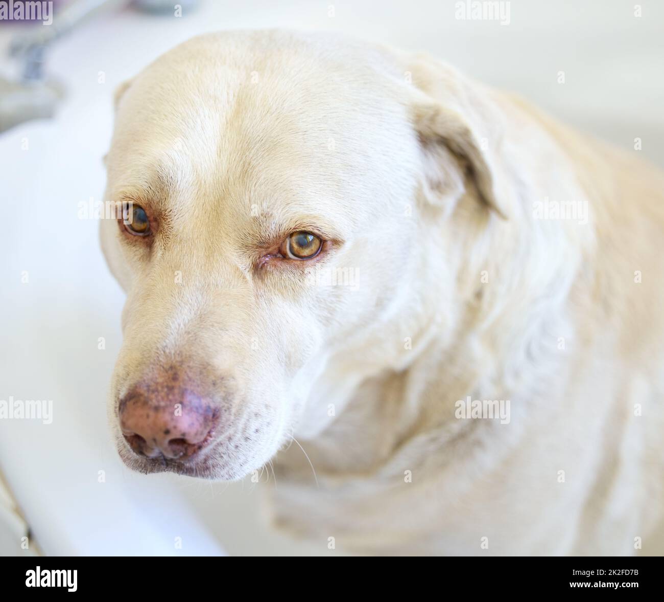 Sia giusto indietro, avendo un bagno. Shot di un cane adorabile che ha un bagno a casa. Foto Stock