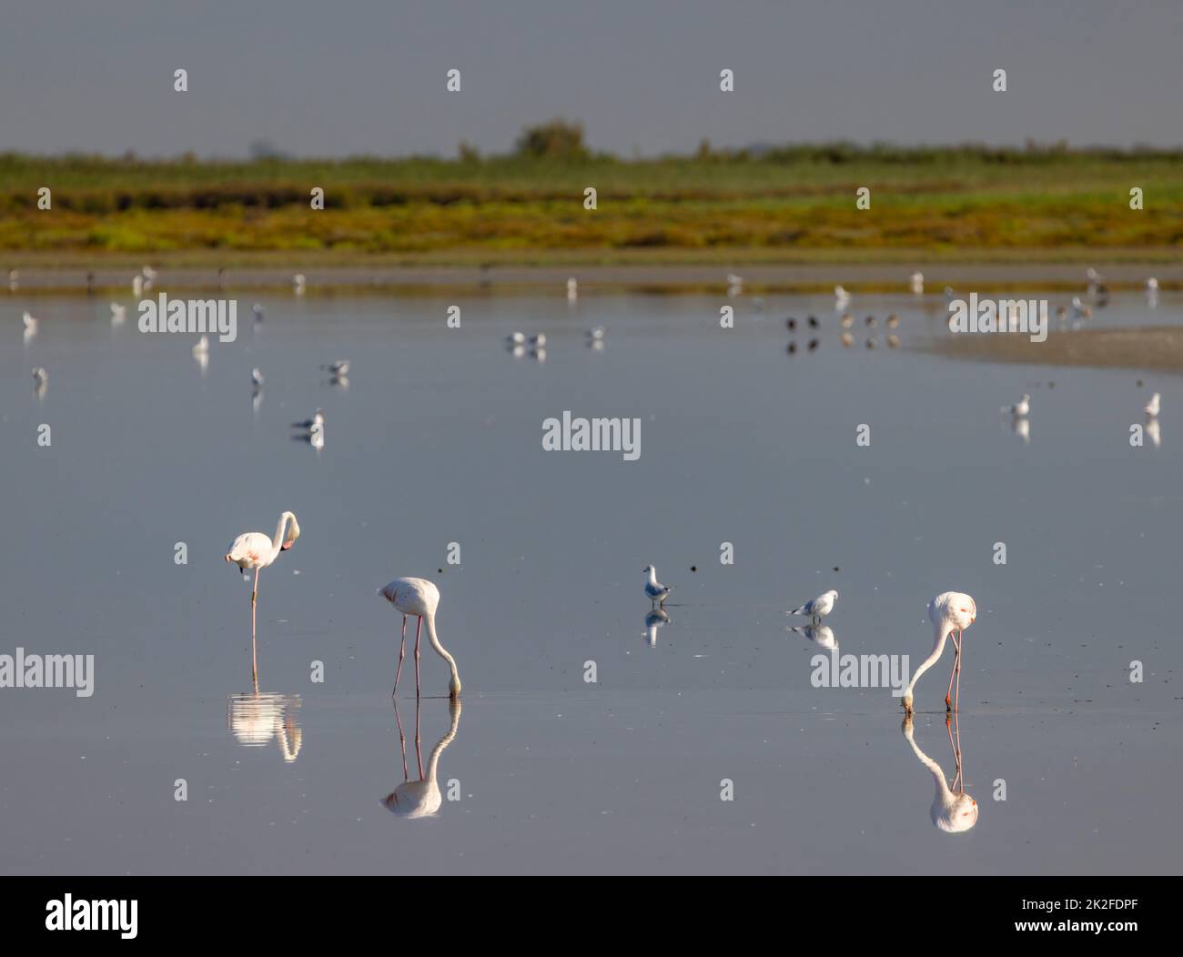 Flamingo in Parc Naturel Regional de Camargue, Provenza, Francia Foto Stock