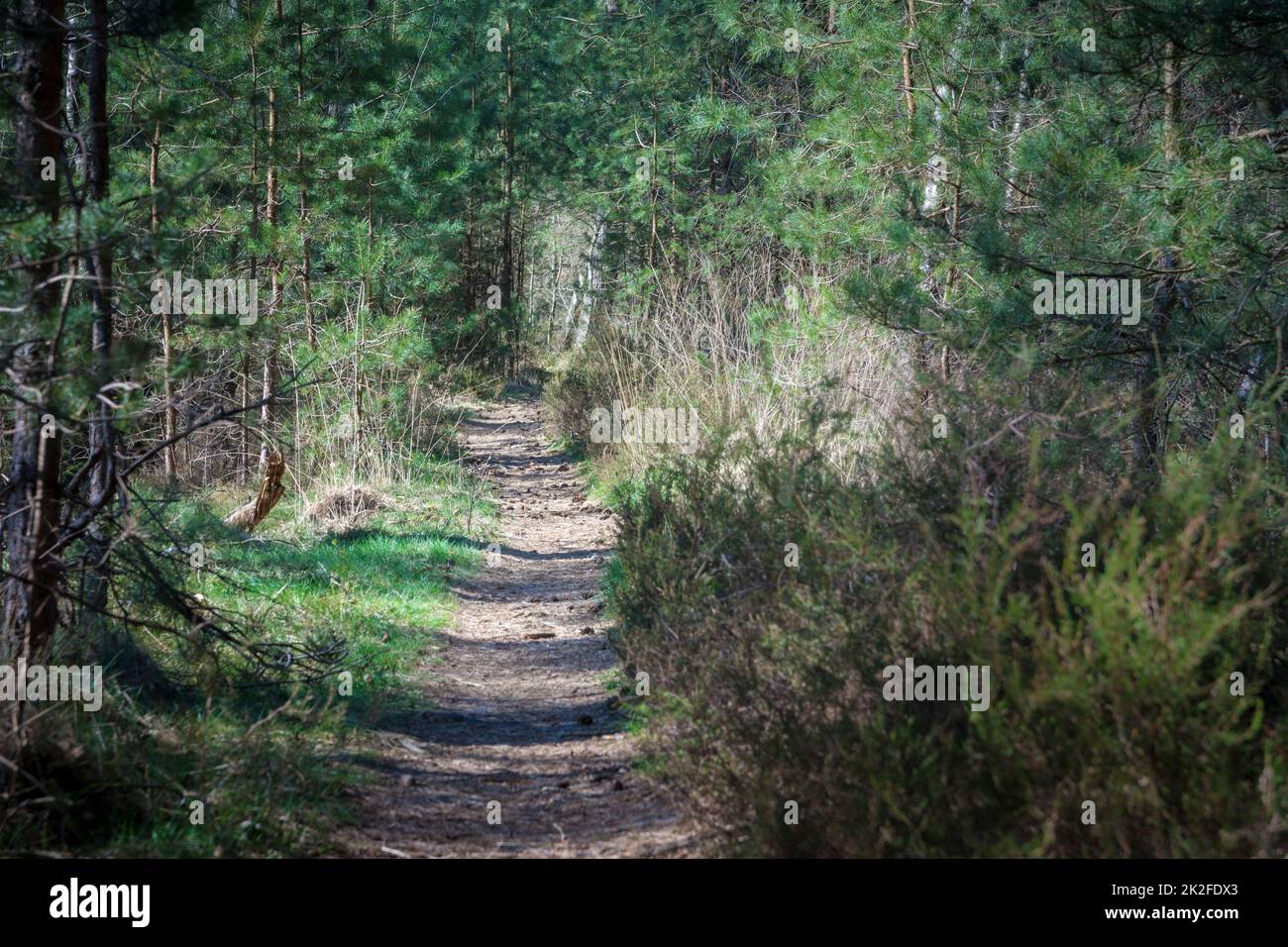Misterioso sentiero escursionistico nella fitta e verde pineta. Foto Stock