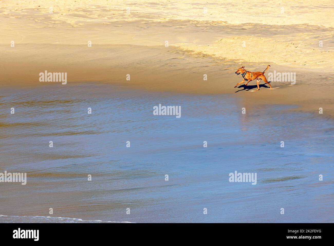 Cani che corrono e giocano sulla spiaggia di sabbia al mattino Foto Stock