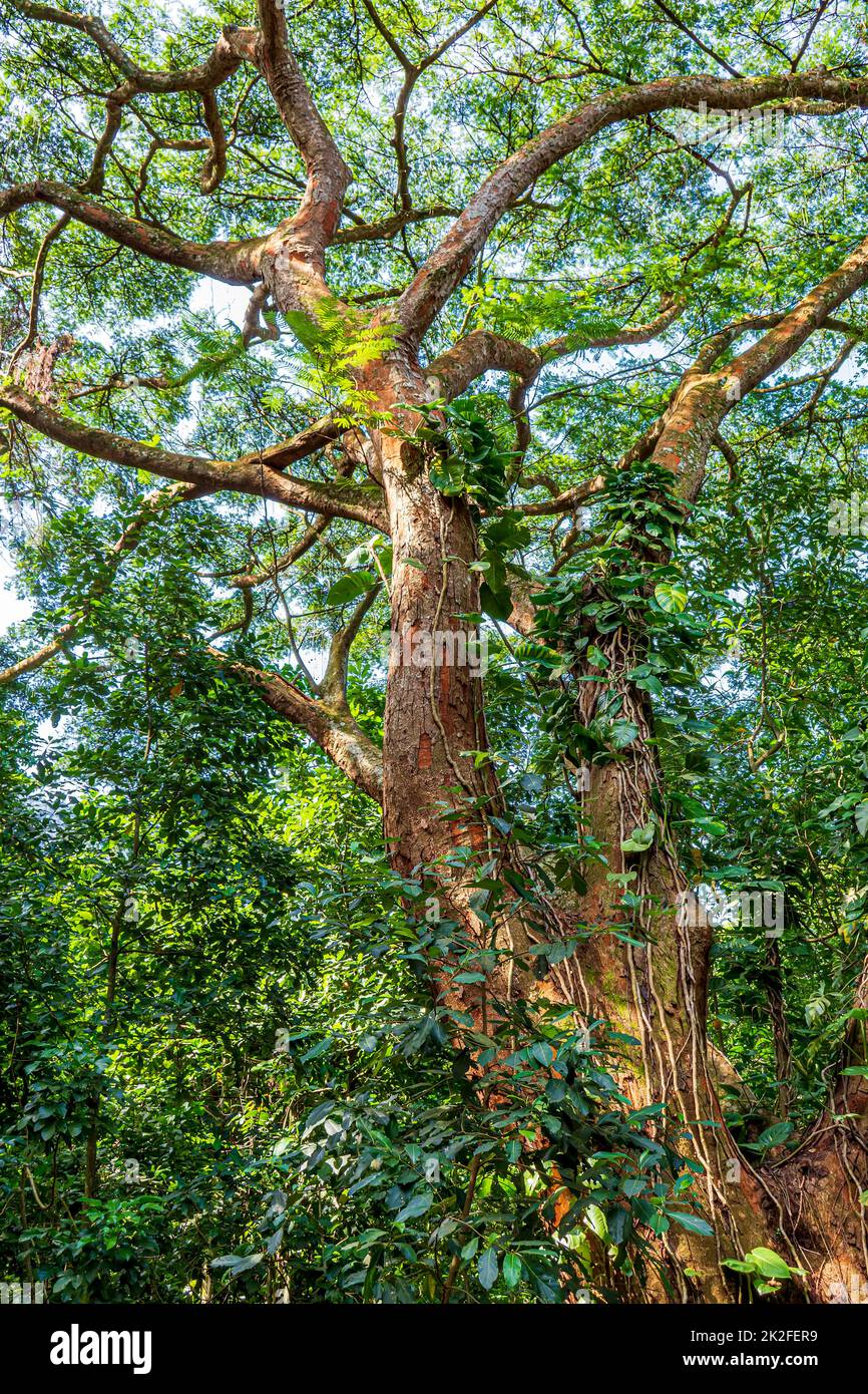 Tronco d'albero con molte bromeliadi e altri parassiti nella foresta pluviale Foto Stock