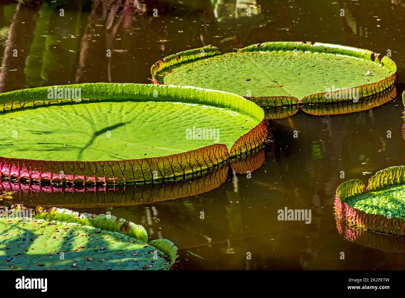 Giglio d'acqua tipico dell'Amazzonia galleggiante sul lago Foto Stock