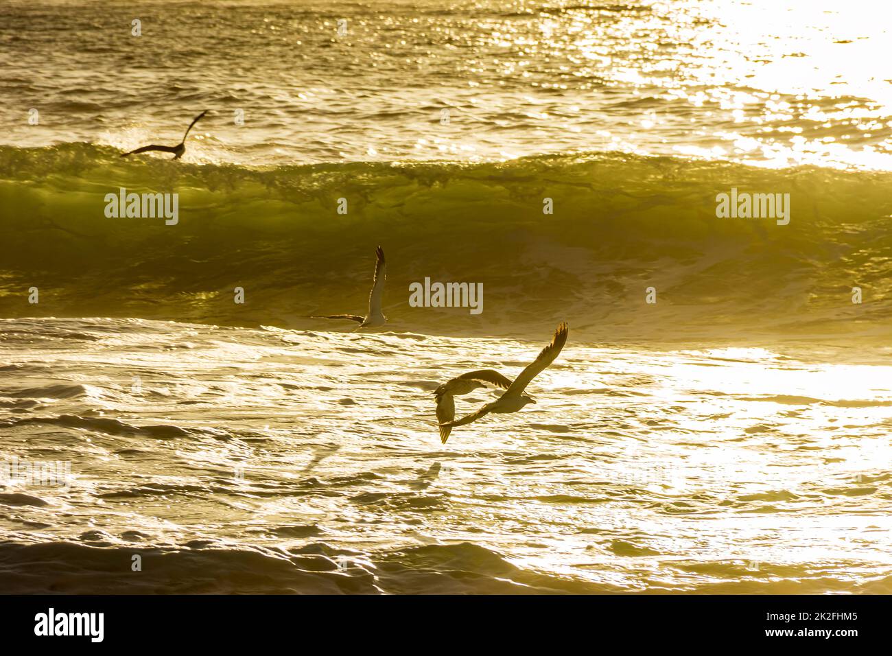 Gabbiani che volano sul mare e onde durante l'alba Foto Stock