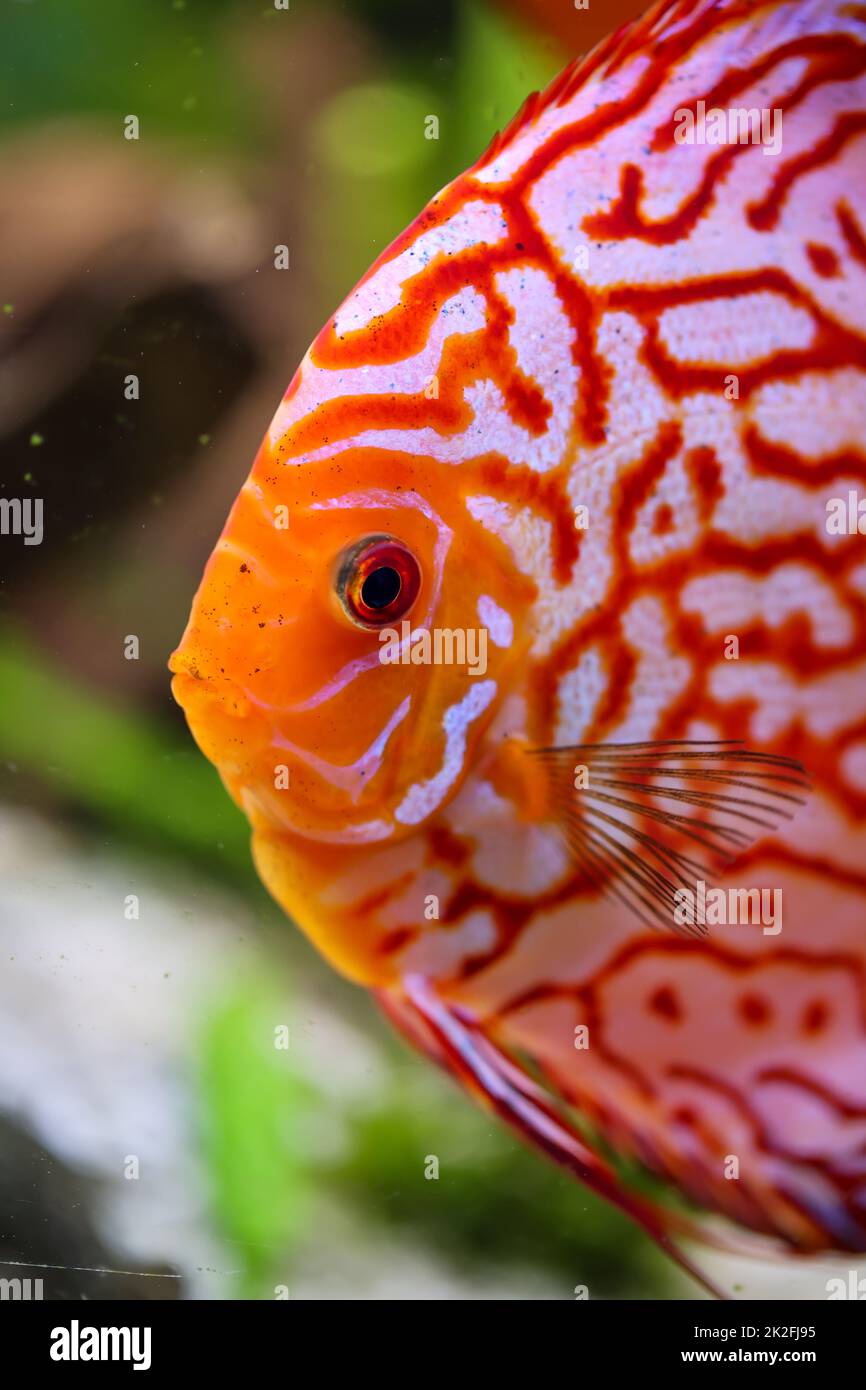 Ritratto di un bel disco colorato cichlid in un acquario di blackwater. Foto Stock
