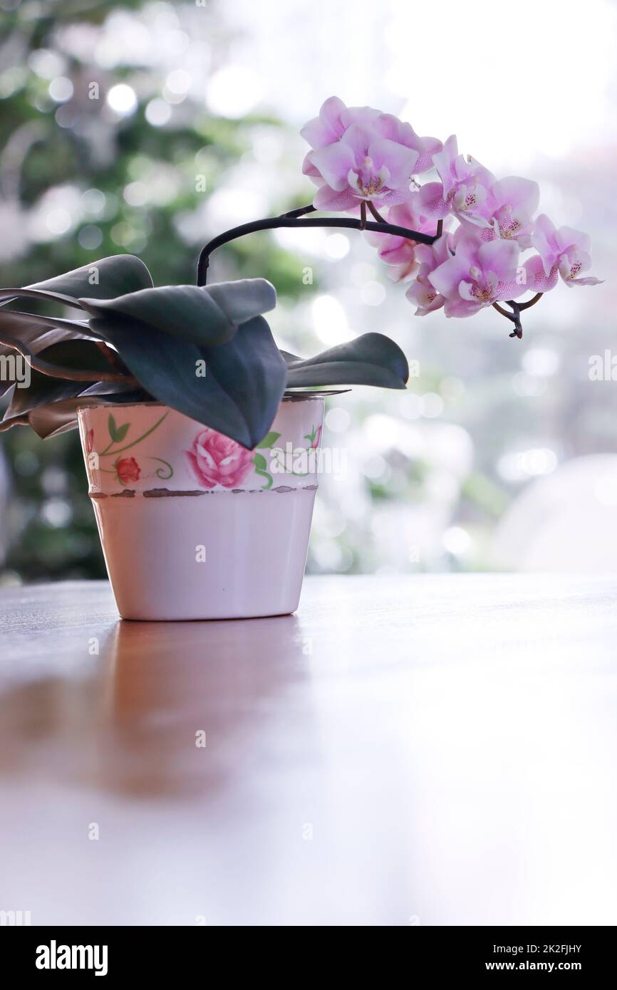 lila blÃ¼hende Orchidee in einem Blumentopf Foto Stock