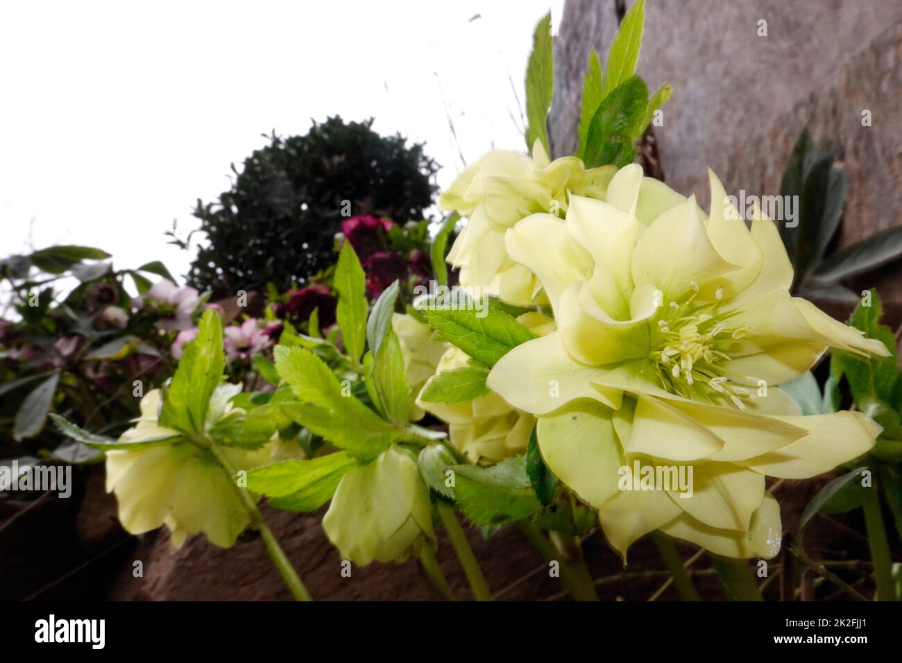 Nieswurz (Helleborus sp.), auch Christrosen, Schneerosen oder Lenzrosen Foto Stock