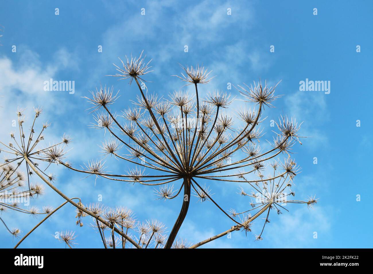 pianta di pastinaca di mucca asciutta contro il cielo blu Foto Stock