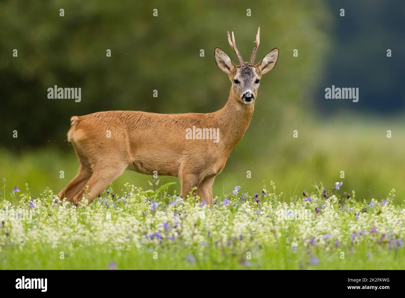 Capriolo che guarda alla macchina fotografica sul prato in estate Foto Stock