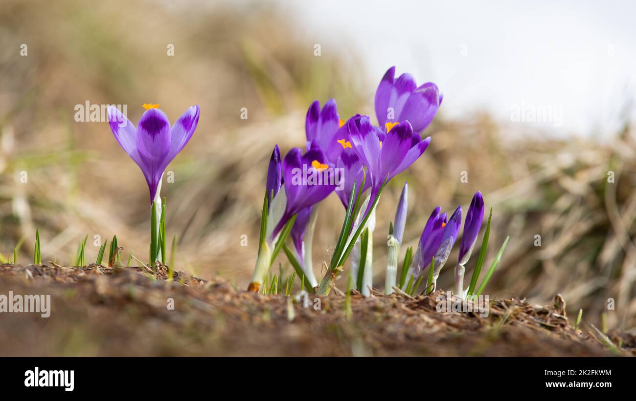 Molti zafferano che crescono da terra in estate in primo piano. Foto Stock