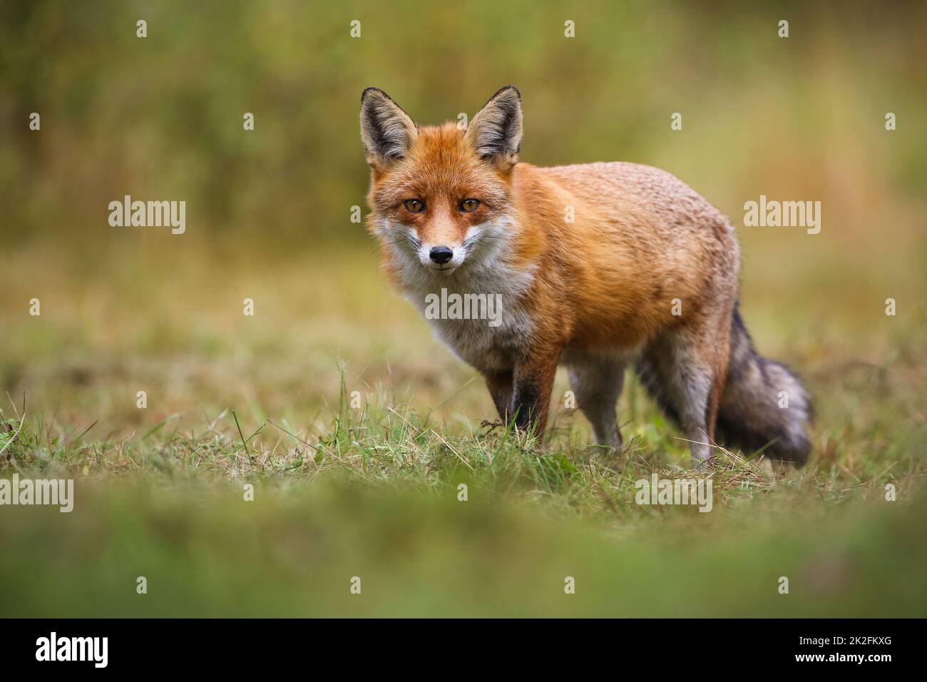 Volpe rossa che guarda alla macchina fotografica sul campo verde in autunno Foto Stock