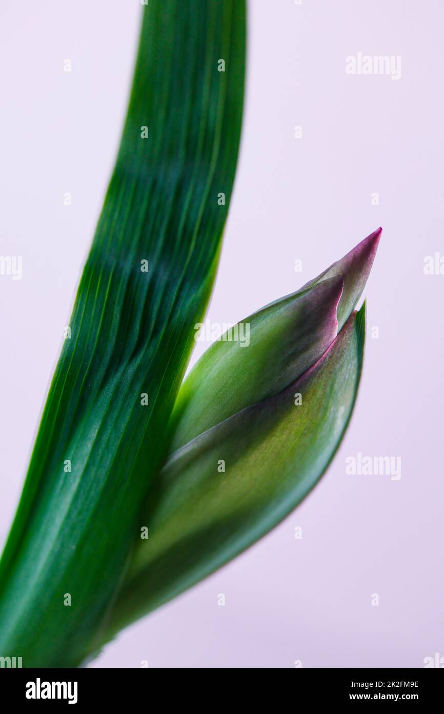 Fiori freschi di amaryllidaceae su sfondo bianco brillante Foto Stock