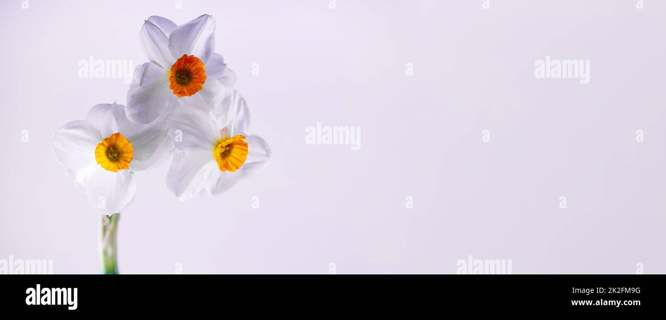 Fiori freschi di crocus su banner bianco brillante Foto Stock