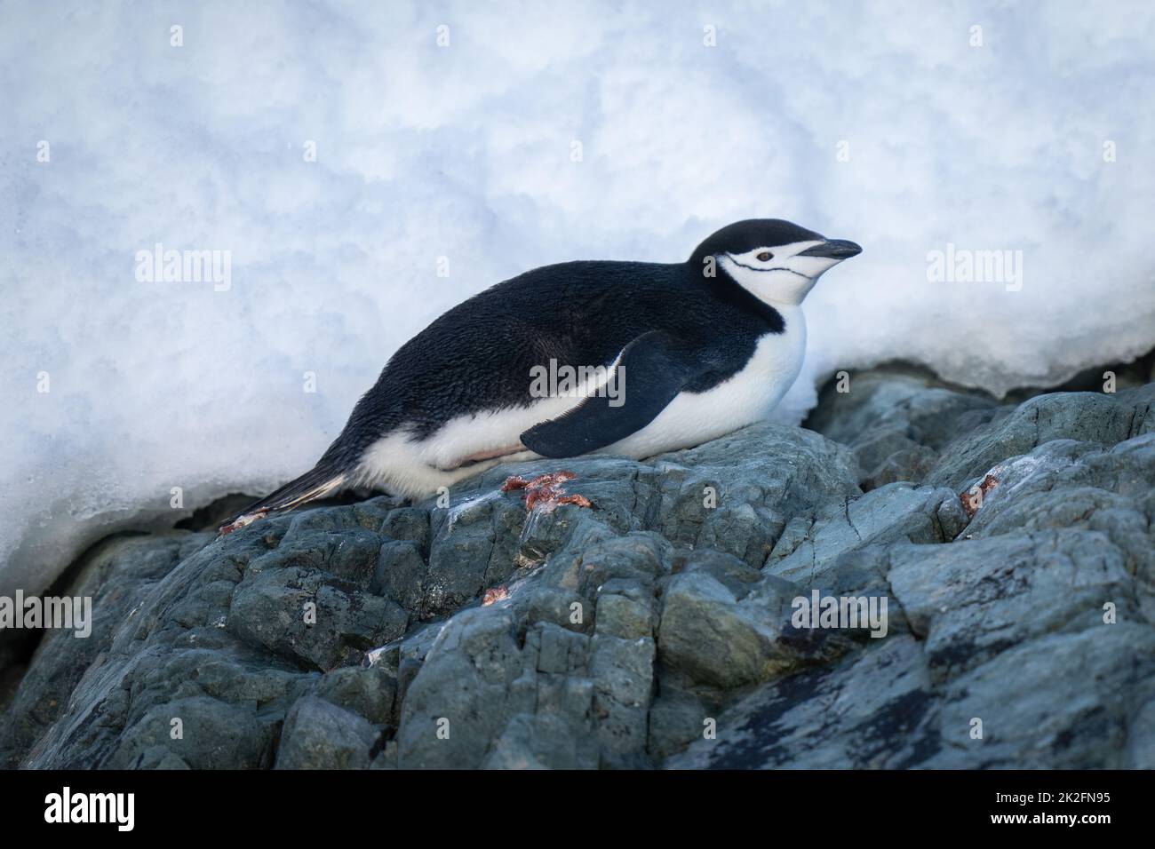 Pinguino da cinstrap si trova sulle rocce eyeing fotocamera Foto Stock