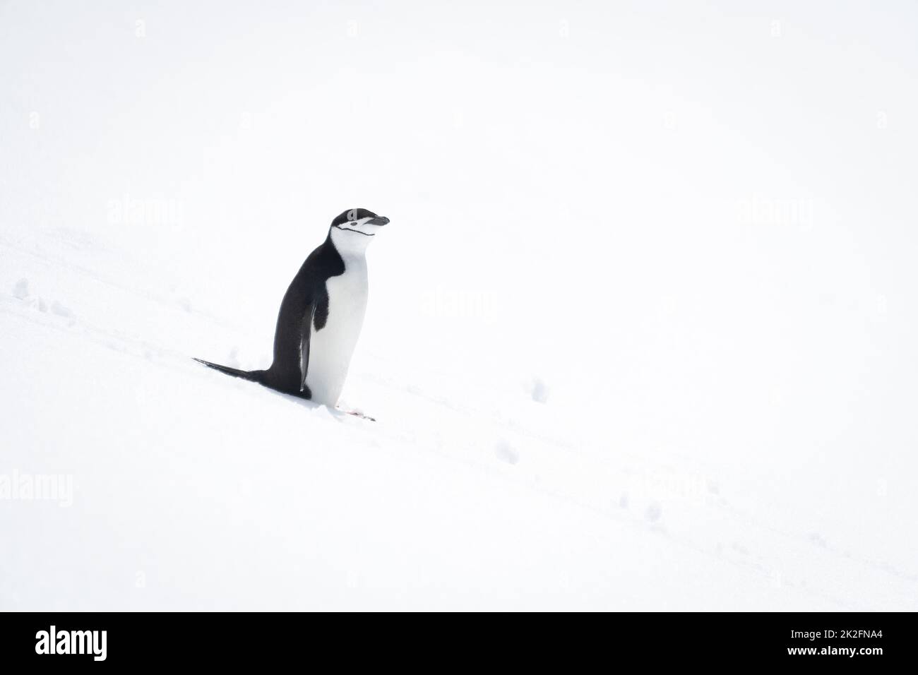 Pinguino con cinghia in piedi sulla macchina fotografica per gli occhi di neve Foto Stock