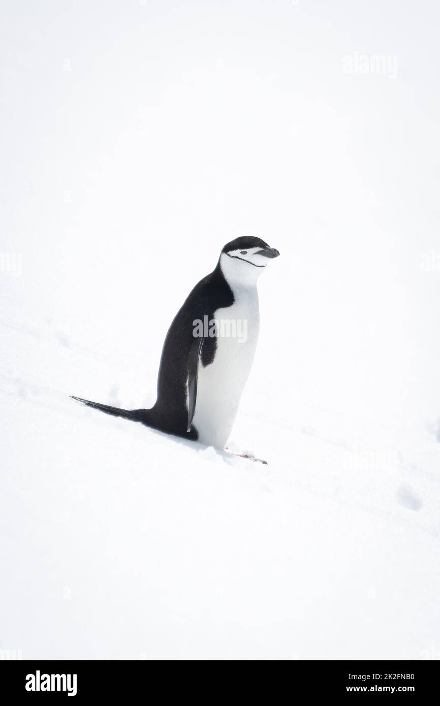 Pinguino da cinta in piedi sulla macchina fotografica per gli occhi di neve Foto Stock