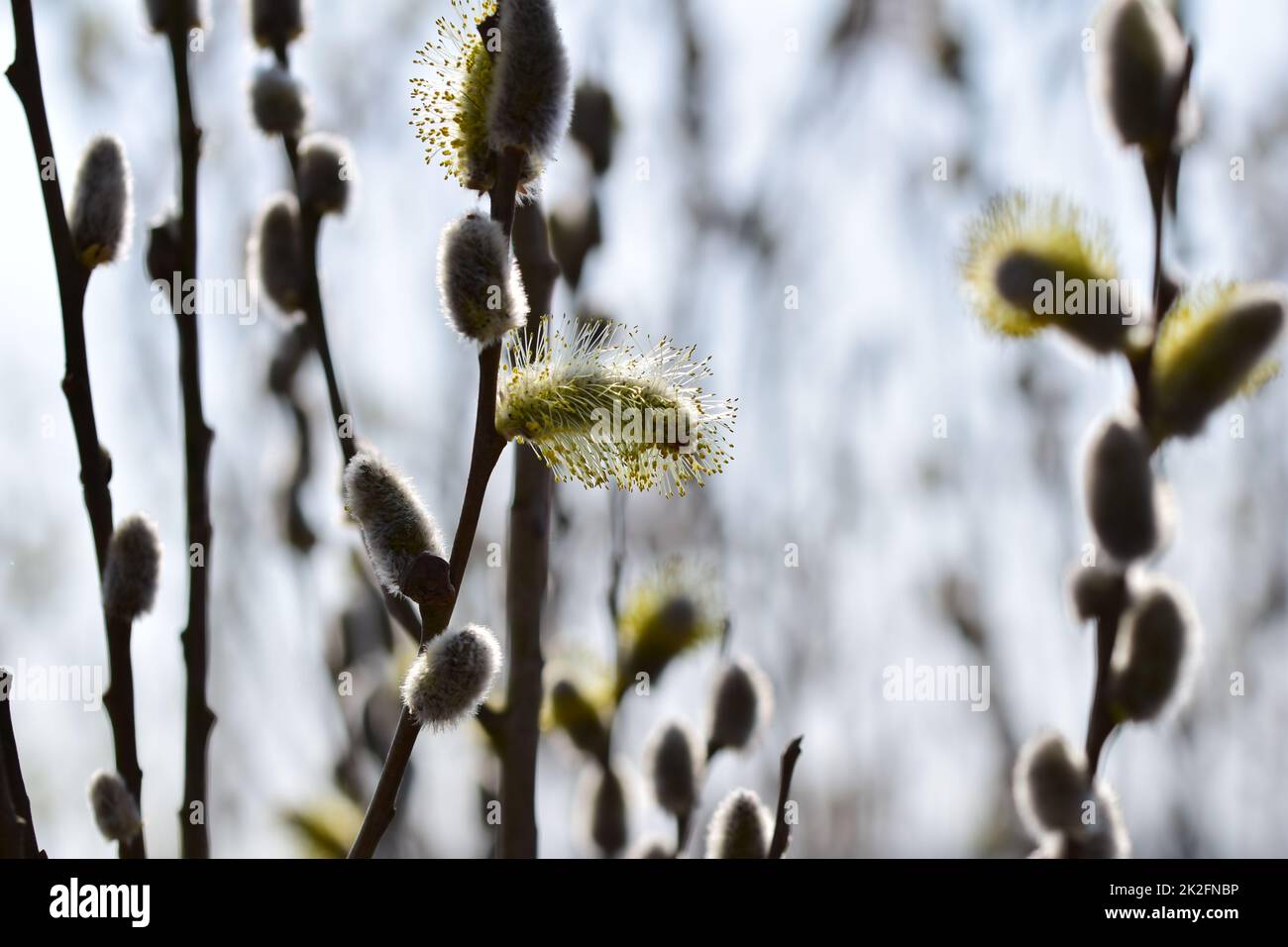 Fioritura del salice salix salicaceae come primo piano con una varietà di fuochi Foto Stock