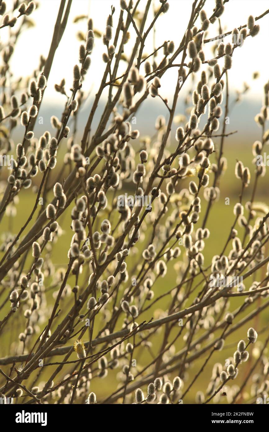 Fioritura del salice salix salicaceae come primo piano con una varietà di fuochi Foto Stock