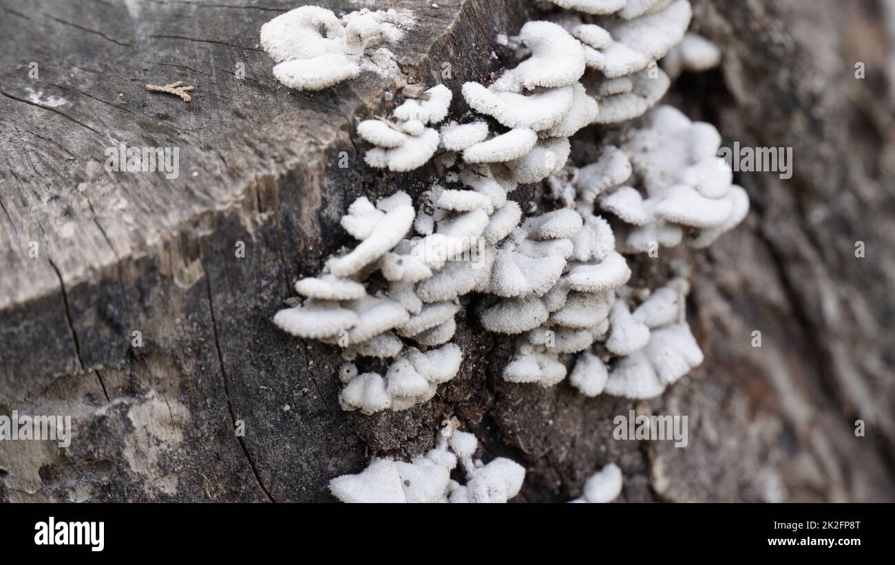 Vecchio ceppo di albero tagliato giù con funghi nel processo naturale di riciclaggio nutrients. Foto Stock