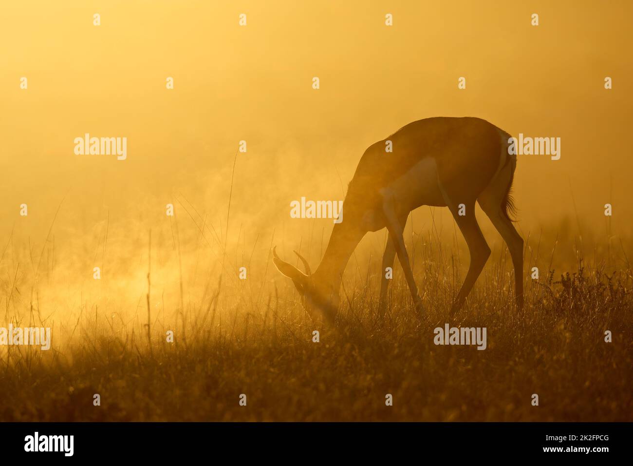 Antilope di Springbok all'alba - deserto di Kalahari Foto Stock