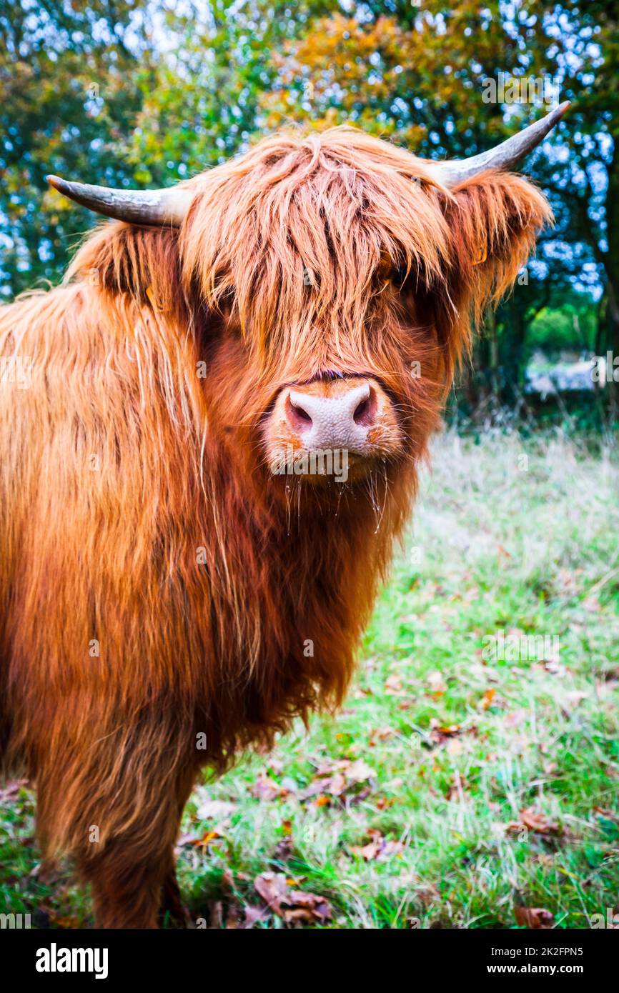 Ritratto di una mucca scozzese delle Highland nella natura Foto Stock
