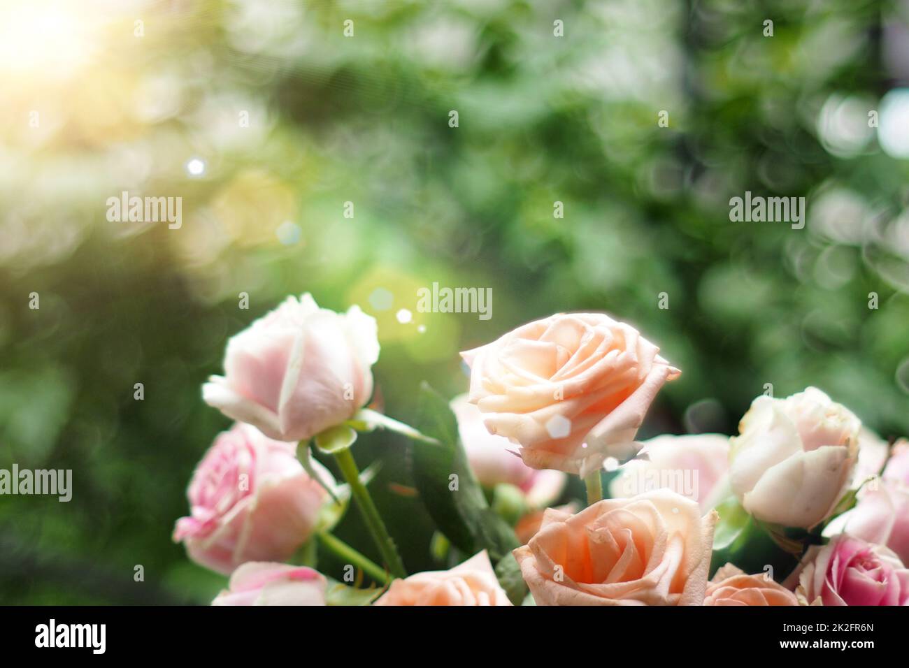 Bella morbida messa a fuoco rosa pastello rose in luce solare come un fiore sfocato Foto Stock