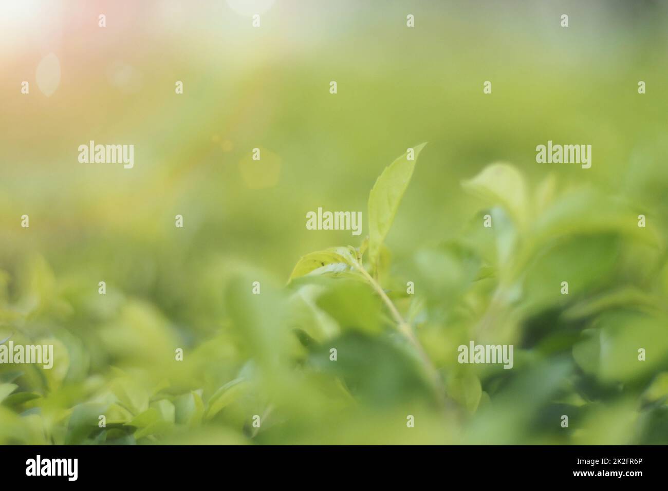 Messa a fuoco selettiva con obiettivo macro con foglia verde fresca e. sovraesposizione della luce solare sulla natura verde sfondo offuscato al pubblico parcheggio in Foto Stock