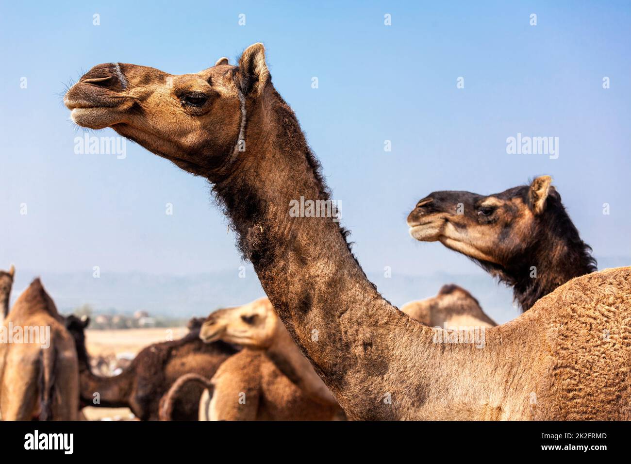 Cammelli a Pushkar Mela Camel fair in Rajasthan Foto Stock