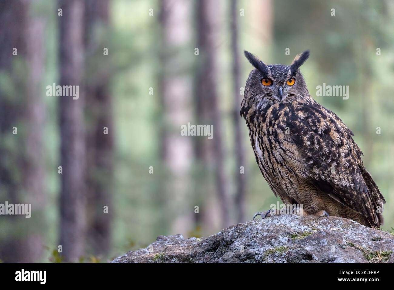 Gufo marrone è in posa nella foresta. Foto Stock