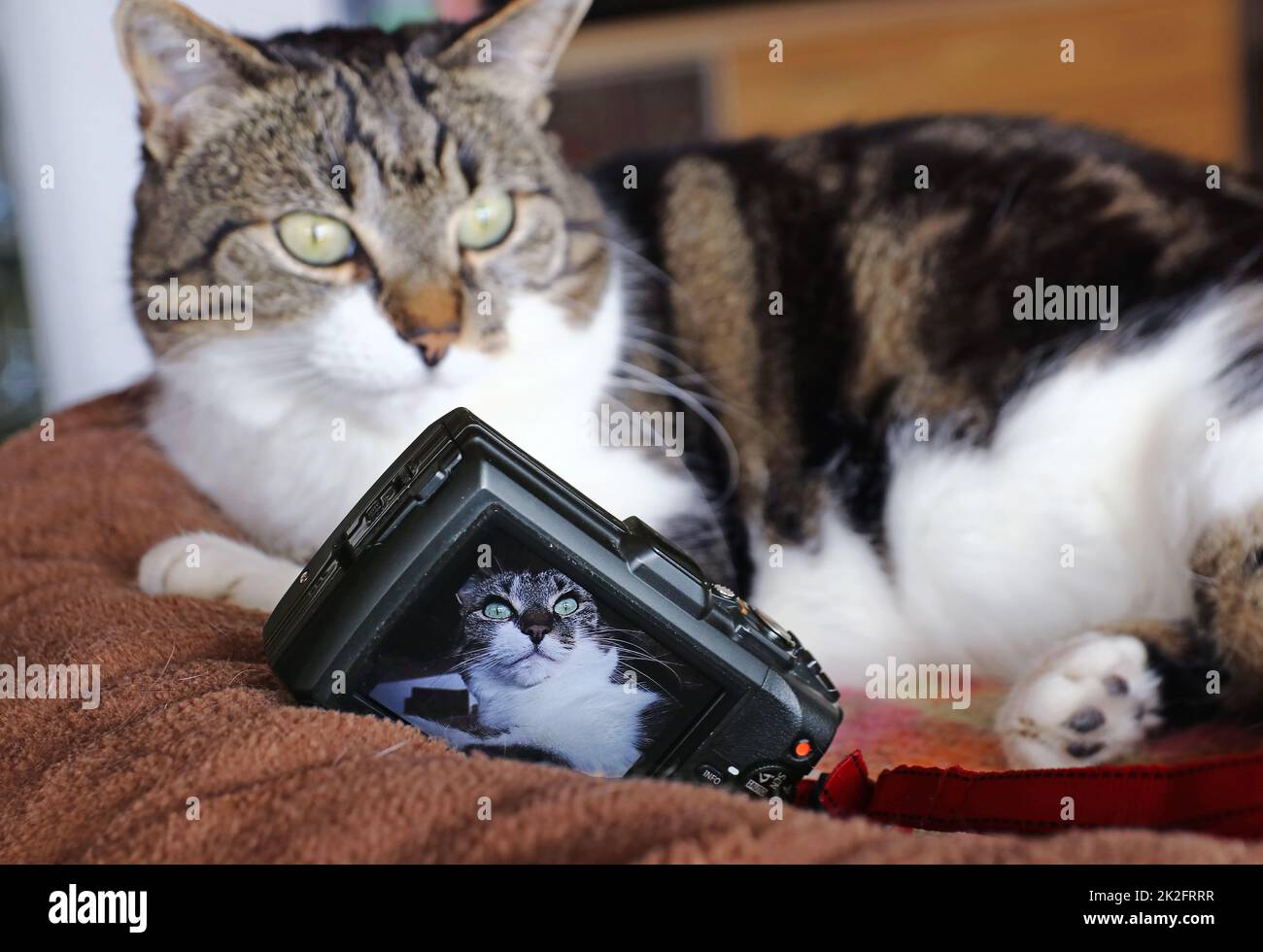 Una macchina fotografica scatta una foto di un gatto nel suo letto Foto Stock