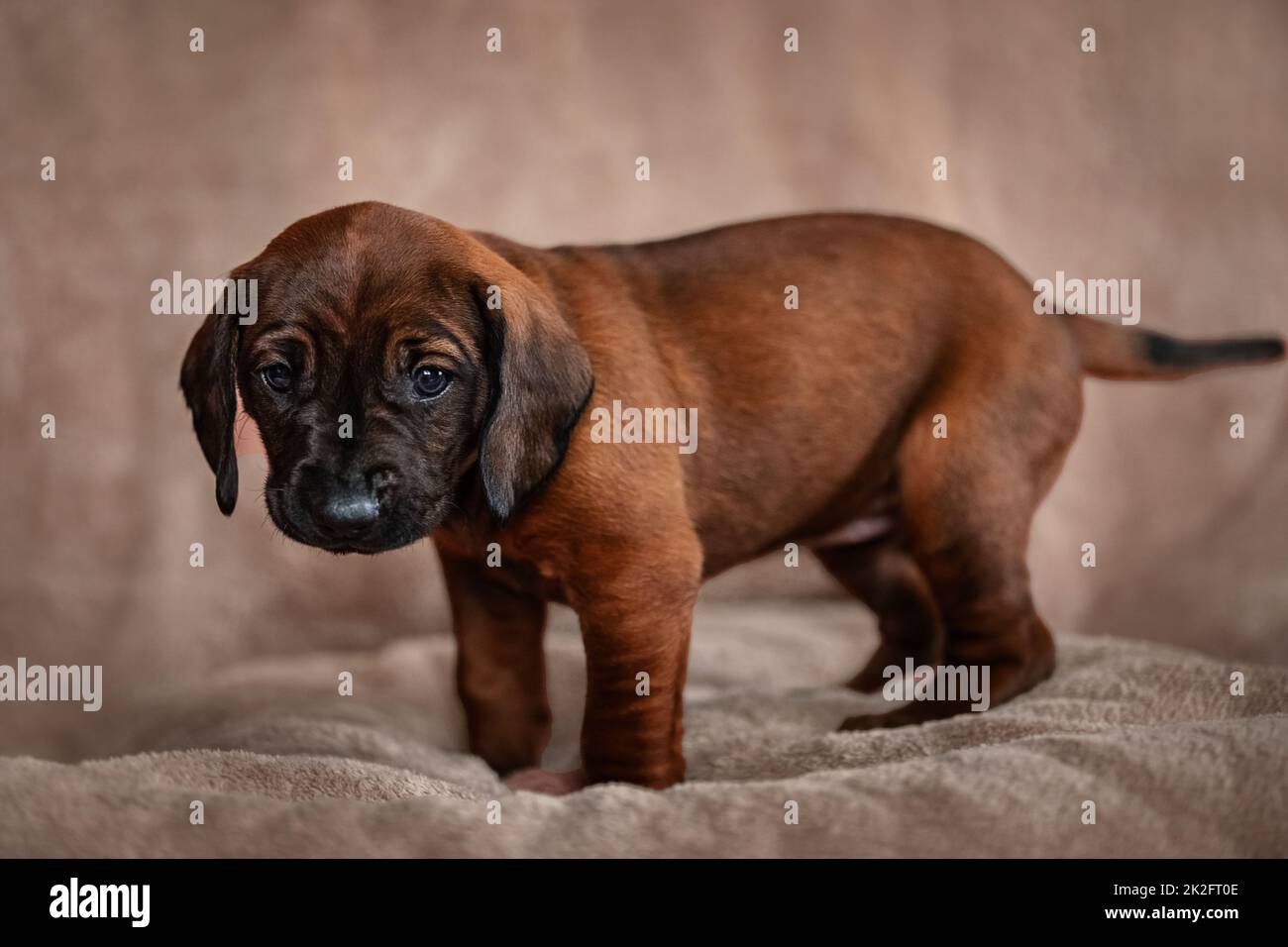 Cucciolo di montagna bavarese in posa per il ritratto Foto Stock