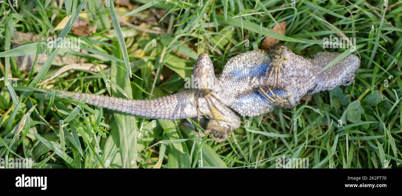 Western Fence Lizard giocando morto. Tattica di difesa di un maschio adulto, dopo essere stato catturato e sciolto. Contea di Santa Clara, California, Stati Uniti. Foto Stock
