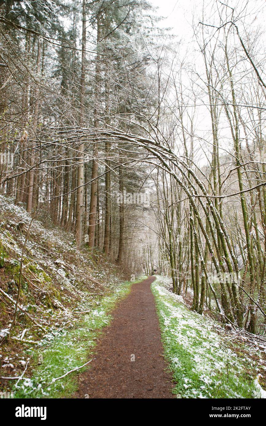 Foresta coperta di neve, tronchi di abete, inverno in Germania scenario gelido in inverno, clima e questioni ambientali Foto Stock
